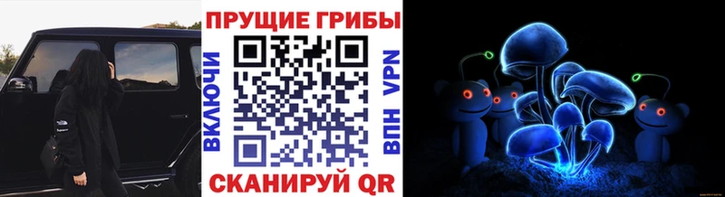 купить   Грозный  Псилоцибиновые грибы Psilocybine cubensis 